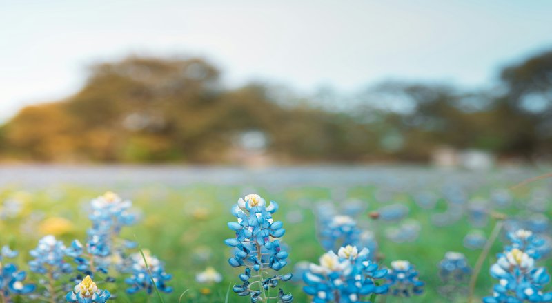 New Braunfels Texas bluebonnets Hill Country